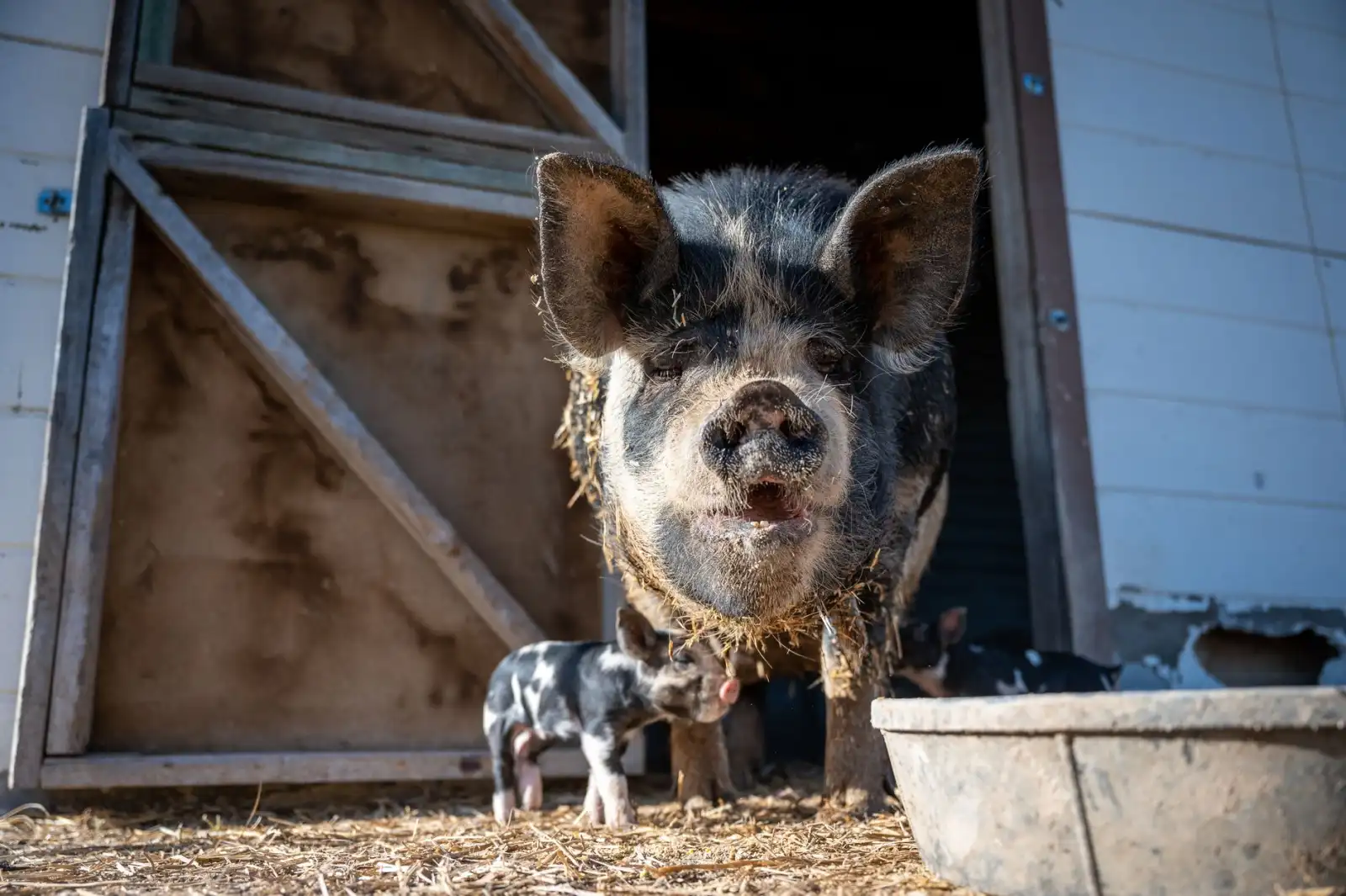 四川全能富科技系统集成服务架构与核心技术优势解析